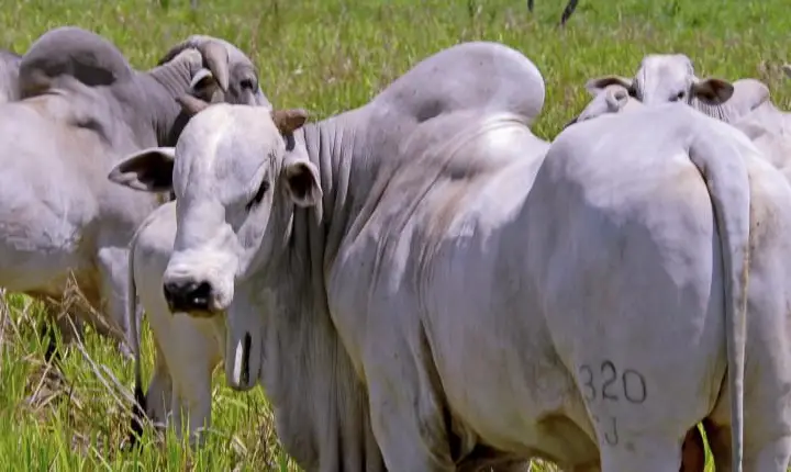 Após embate com Goiás, Tocantins finalmente consegue reduzir ICMS de gado vivo em 60%