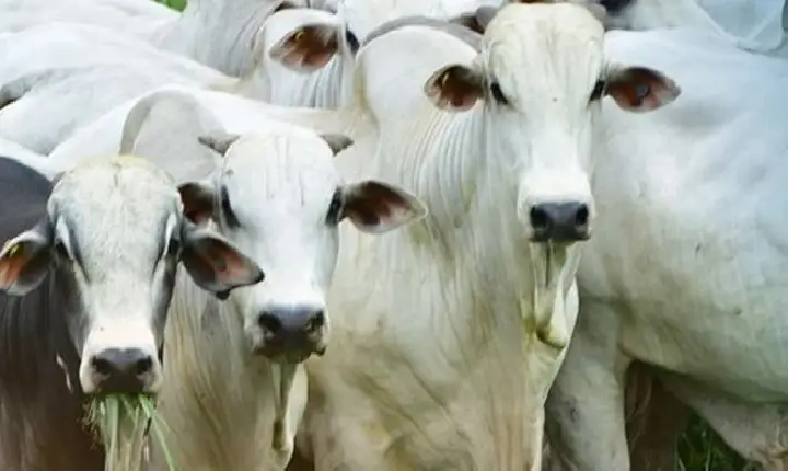 Associação de Criadores de Nelore promove feira de negócios para pecuaristas no Tocantins