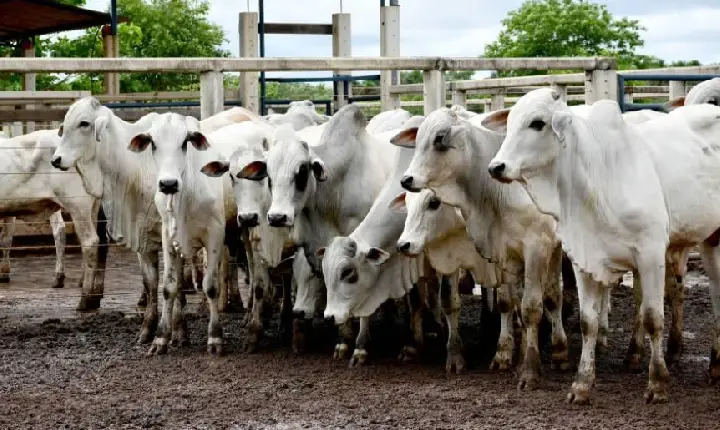 Campanha de vacinação contra a febre aftosa é prorrogada até 17 de dezembro