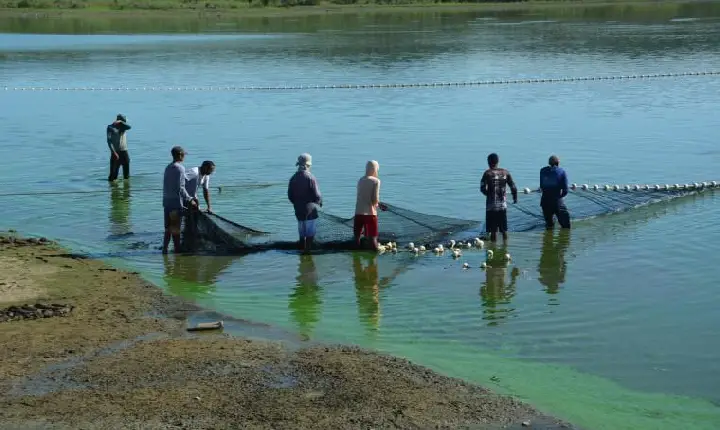 Conheça os 10 municípios que mais produzem peixes no Tocantins