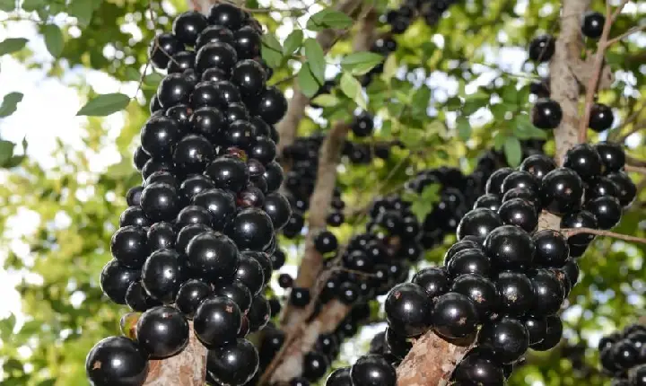 Festa da Colheita da Jabuticaba começa nesta sexta-feira, 11, em Taquaruçu