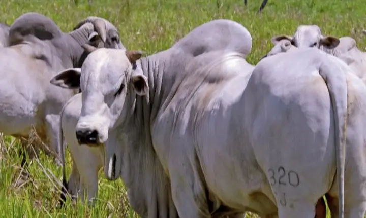 Governo do Tocantins reduz em quase 70% a base de cálculo do ICMS para gado vivo