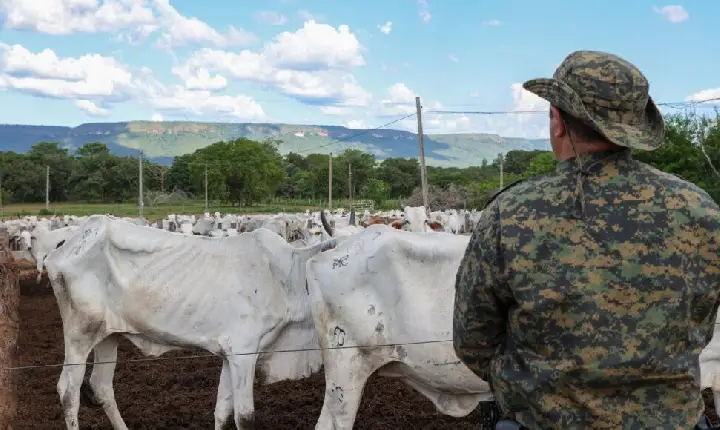 Guarda Metropolitana encontra 400 bovinos em situação de maus-tratos; caso pode render multas de até R$ 1,2 milhão