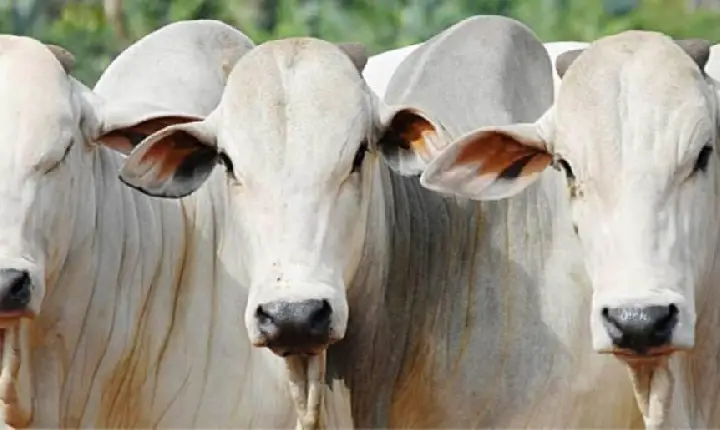 Investimento do Governo do Tocantins em tecnologia e melhoramento genético na pecuária tocantinense