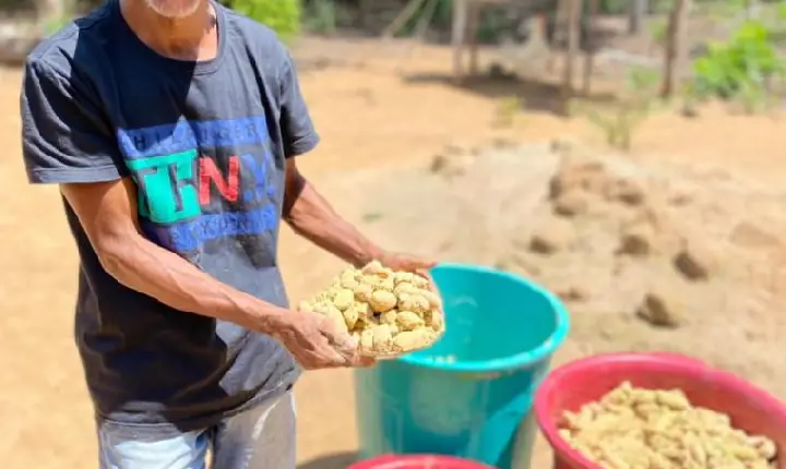 Jatobá vira farinha rica em potássio, cálcio, sem glúten e gera renda para famílias no Jalapão