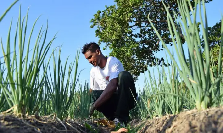 Jovens podem ter financiamento para projetos de agricultura familiar