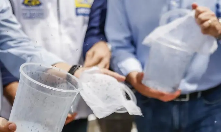 Mosquitos infiltrados vão combater o Aedes aegypti em cidade do Tocantins
