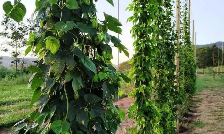 Pesquisas com lúpulo são desenvolvidas pela 1ª vez no Tocantins em parceria com Cervejaria Krahö