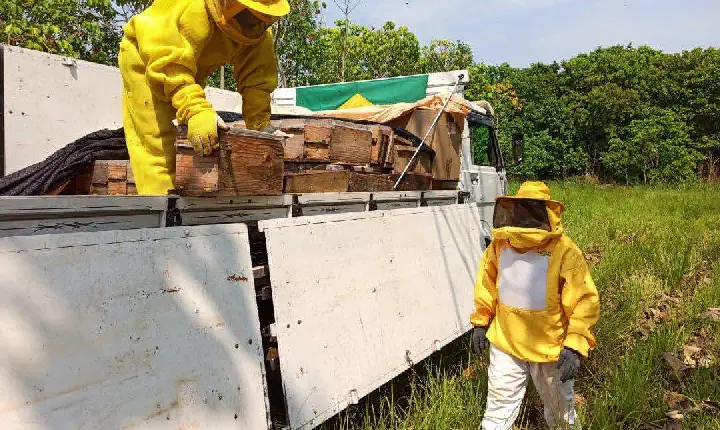 Produção de mel no Tocantins salta de 93 para 205 toneladas de 2020 a 2021, crescimento de 120,06%