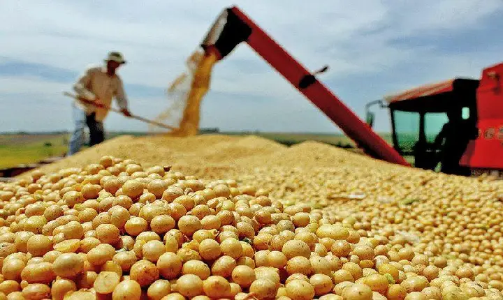 Produção de soja no Tocantins atinge 70% da área plantada e Seagro projeta colheita recorde