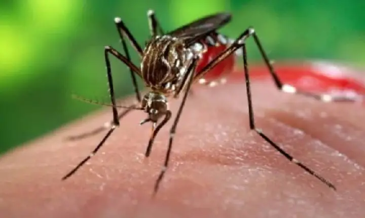 Saúde alerta para período de chuvas e o aumento de doenças relacionadas ao Aedes aegypti