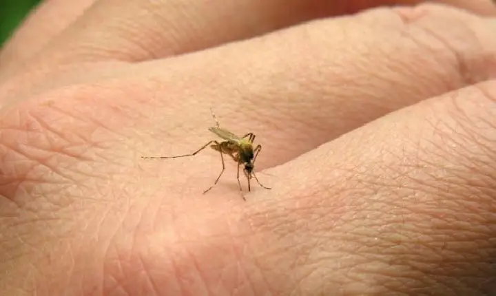 Saúde confirma 290 casos de Leishmaniose no Tocantins e três mortes causadas pela doença