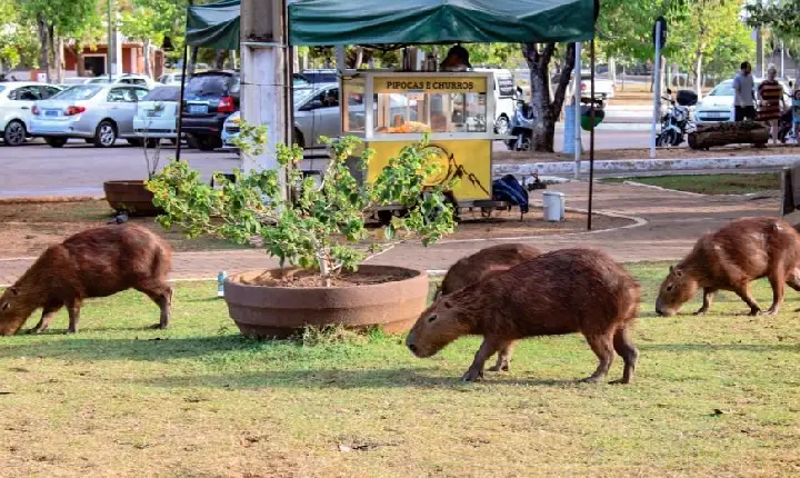 Secretarias da Saúde e Meio Ambiente vão informar sobre convívio seguro com capivaras