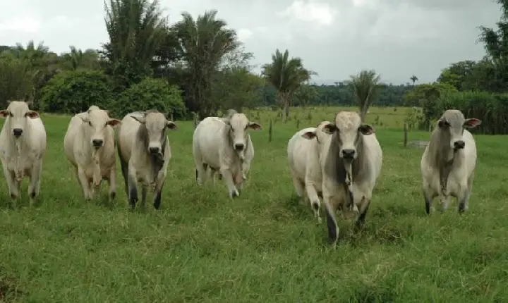 Tocantins é referência nacional no uso das práticas sustentáveis no Plano Agropecuária de Baixa Emissão de Carbono