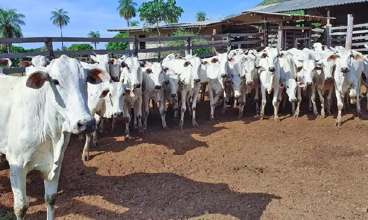 Tocantins inicia campanha de vacinação contra febre aftosa no dia 1° de maio com novas estratégias