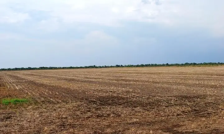 Tocantins proíbe plantio de soja até 30 de setembro para controle da ferrugem asiática