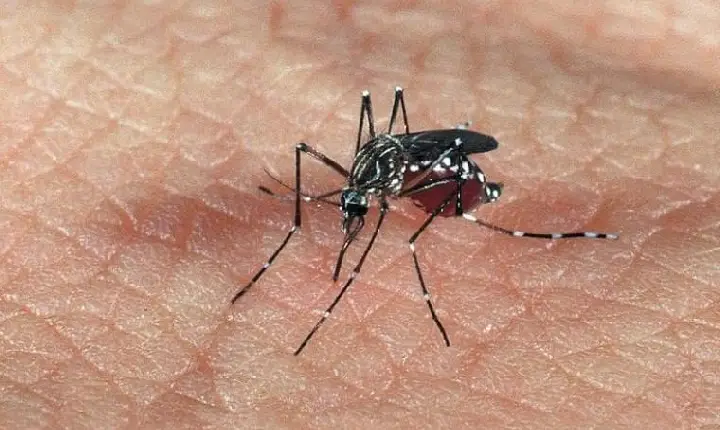 Tocantins registra explosão de dengue e chikungunya; médico do Sinai explica sintomas