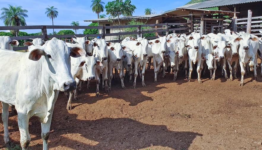 Tocantins inicia campanha de vacinação contra febre aftosa no dia 1° de maio com novas estratégias