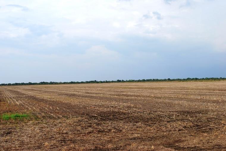 Tocantins proíbe plantio de soja até 30 de setembro para controle da ferrugem asiática