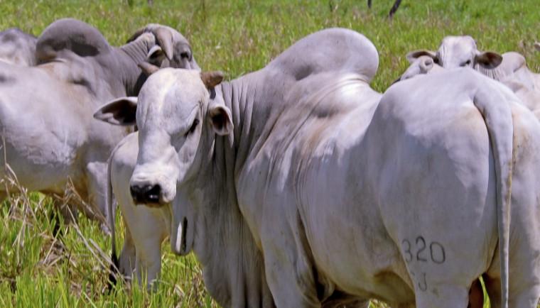 Governo do Tocantins reduz em quase 70% a base de cálculo do ICMS para gado vivo