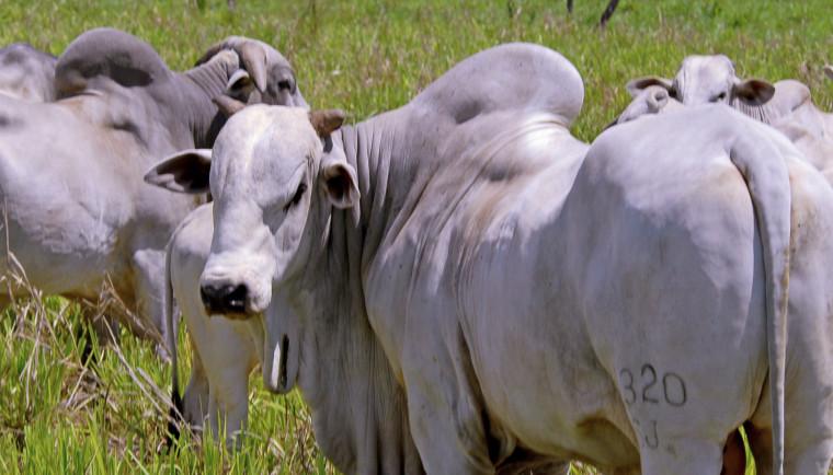 Após embate com Goiás, Tocantins finalmente consegue reduzir ICMS de gado vivo em 60%