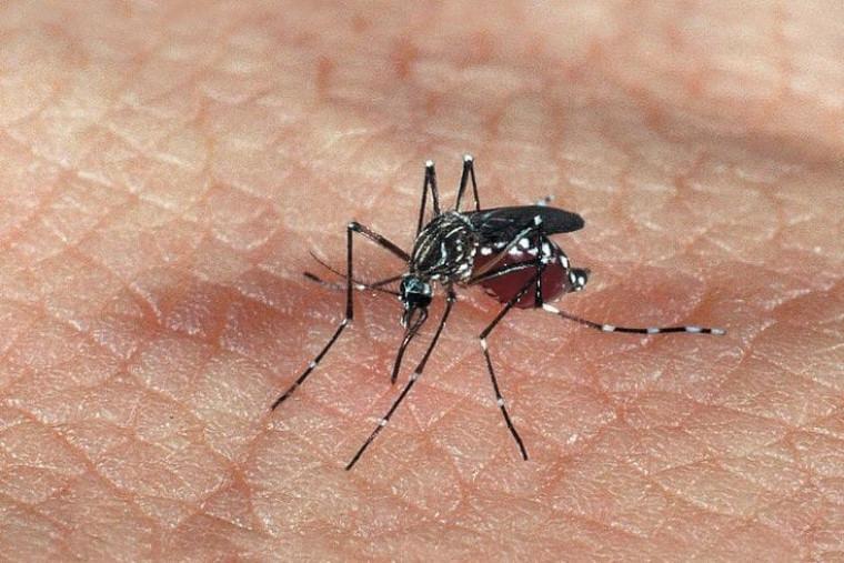 Tocantins registra explosão de dengue e chikungunya; médico do Sinai explica sintomas
