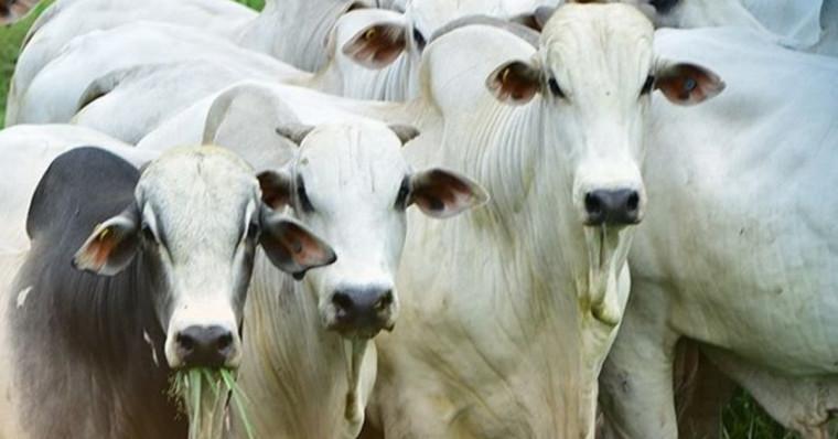 Associação de Criadores de Nelore promove feira de negócios para pecuaristas no Tocantins
