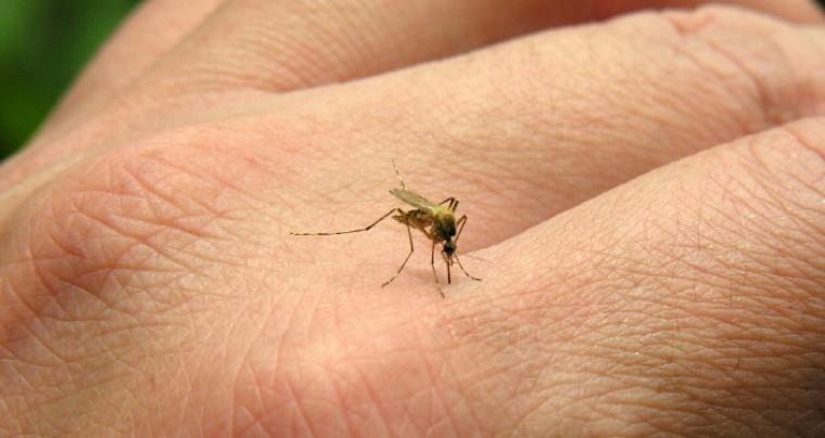 Saúde confirma 290 casos de Leishmaniose no Tocantins e três mortes causadas pela doença