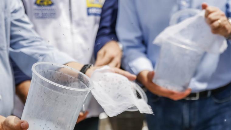Mosquitos infiltrados vão combater o Aedes aegypti em cidade do Tocantins
