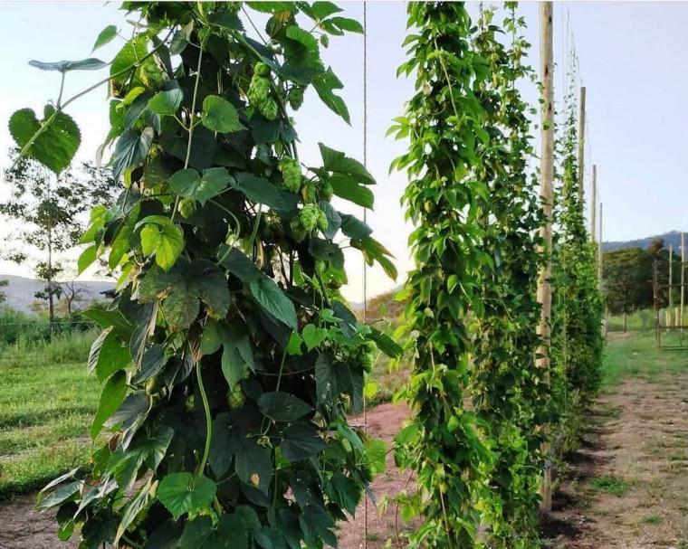 Pesquisas com lúpulo são desenvolvidas pela 1ª vez no Tocantins em parceria com Cervejaria Krahö
