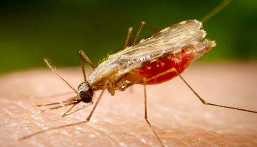 No Dia Mundial de Luta contra a Malária, Governo do Tocantins reforça ações de prevenção