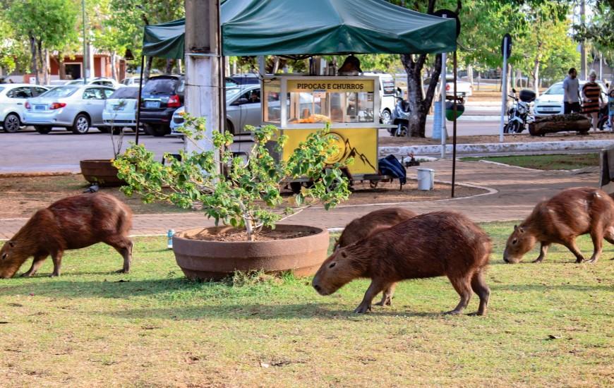 Secretarias da Saúde e Meio Ambiente vão informar sobre convívio seguro com capivaras